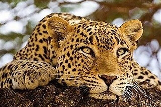 %D8%B7%D8%B1%D9%81%D8%AF%D8%A7%D8%B1%D8%A7%D9%86 %D9%85%D8%B3%D8%AA%D9%86%D8%AF%D9%87%D8%A7%DB%8C %D8%AD%DB%8C%D8%A7%D8%AA %D9%88%D8%AD%D8%B4%D8%8C %D8%B3%DB%8C%D8%A7%D8%B3%DB%8C %D9%88 %D8%AA%D8%A7%D8%B1%DB%8C%D8%AE%DB%8C %D8%A8%DB%8C%D8%B4%D8%AA%D8%B1 %D8%A7%D8%B3%D8%AA