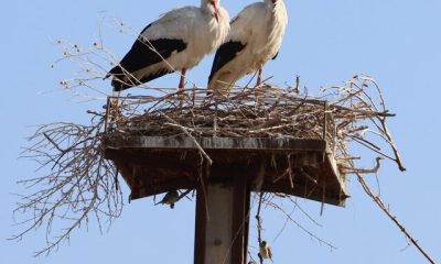 %D8%B1%D9%88%D8%B3%D8%AA%D8%A7%DB%8C %D9%84%DA%A9%E2%80%8C%D9%84%DA%A9%E2%80%8C%D9%87%D8%A7 %DA%A9%D8%AC%D8%A7%D8%B3%D8%AA%D8%9F 400x240