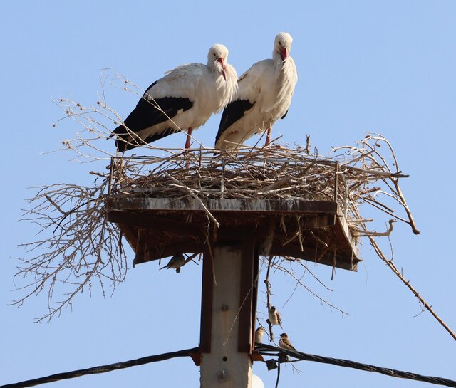 %D8%B1%D9%88%D8%B3%D8%AA%D8%A7%DB%8C %D9%84%DA%A9%E2%80%8C%D9%84%DA%A9%E2%80%8C%D9%87%D8%A7 %DA%A9%D8%AC%D8%A7%D8%B3%D8%AA%D8%9F