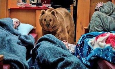 %D8%A7%D9%85%D8%A7 %D9%88 %D8%A7%DA%AF%D8%B1%D9%87%D8%A7%DB%8C %D8%A7%D8%B3%D8%AA%D9%81%D8%A7%D8%AF%D9%87 %D8%A7%D8%B2 %D8%AD%DB%8C%D9%88%D8%A7%D9%86%D8%A7%D8%AA %D8%AF%D8%B1 %D8%B3%D8%B1%DB%8C%D8%A7%D9%84%E2%80%8C%D9%87%D8%A7 %D9%BE%D8%A7%DB%8C%D8%AA%D8%AE%D8%AA %DB%B7 400x240