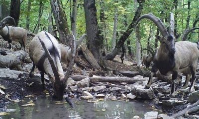 %D9%BE%D8%AE%D8%B4 %D9%85%D8%AC%D9%85%D9%88%D8%B9%D9%87 %D9%85%D8%B3%D8%AA%D9%86%D8%AF%DB%8C %D8%A7%D8%B2 %D8%AD%DB%8C%D8%A7%D8%AA %D9%88%D8%AD%D8%B4 %D8%A7%DB%8C%D8%B1%D8%A7%D9%86 400x240