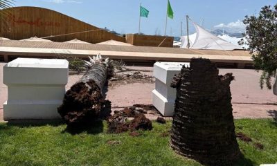 %D8%B3%D9%82%D9%88%D8%B7 %D9%86%D8%AE%D9%84 %D8%AF%D8%B1 %D8%AC%D8%B4%D9%86%D9%88%D8%A7%D8%B1%D9%87 %DA%A9%D9%86 400x240