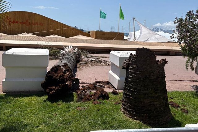 %D8%B3%D9%82%D9%88%D8%B7 %D9%86%D8%AE%D9%84 %D8%AF%D8%B1 %D8%AC%D8%B4%D9%86%D9%88%D8%A7%D8%B1%D9%87 %DA%A9%D9%86