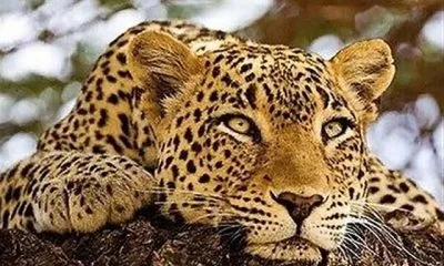 طرفداران مستندهای حیات وحش، سیاسی و تاریخی بیشتر است