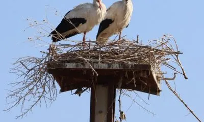 روستای لک‌لک‌ها کجاست؟