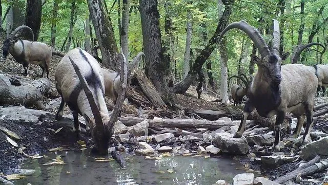 پخش مجموعه مستندی از حیات وحش ایران