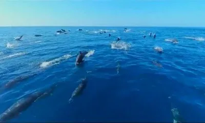 پخش مستند نتفلیکس از دنیای اقیانوس‌ها