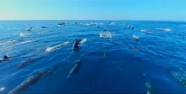 پخش مستند نتفلیکس از دنیای اقیانوس‌ها