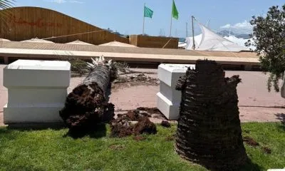 سقوط نخل در جشنواره کن